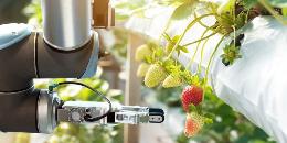Четыре способа влияния робототехники на сельское хозяйство в 2019 году