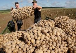Сельхозпроизводители собрали на четверть больше картофеля, чем в прошлом году 