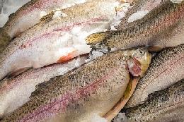За неделю цены на основные категории рыбной продукции показали снижение