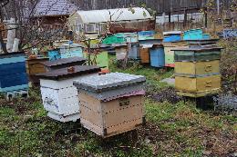 На пасеке в Томском районе провели мастер-класс по подготовке пчел к зимовке в омшанике