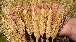 Пошлина на экспорт пшеницы из РФ снизилась на 9,1%
