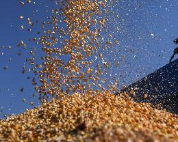 Урожай зерна в РФ в 22 г ожидается на уровне 123-126 млн т, пшеницы - 75-84 млн т
