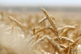 В 2019 году урожайность зерновых в России выросла на 4,7%