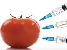 Syngenta не собирается продвигать ГМО в России
