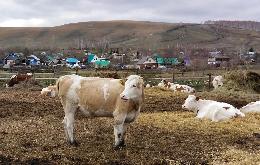 Томский сельхозкооператив приобрел в Башкирии коров симментальской породы