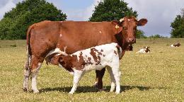 Эксперт компании IDEXX А. Колбасенко: «Ранняя диагностика стельности коров –залог рентабельности томских хозяйств» 
