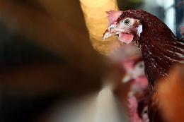 Минсельхоз России: растет производство мяса птицы