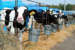 В Госдуме обсудили возможность поставки в лизинг не только мясного, но и молочного товарного скота