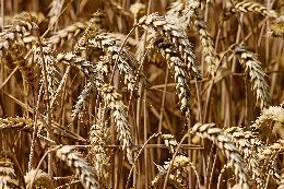 Томские аграрии собрали рекордный урожай зерновых и зернобобовых за последние 20 лет