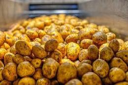 Южный картофель нового урожая снизит розничные цены