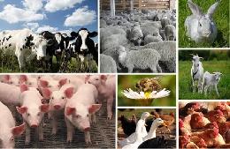 Минсельхоз утвердит план снижения зависимости отрасли животноводства от импортных кормов 