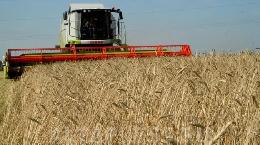 На 11 августа собрано 59 млн тонн зерна