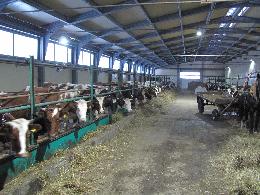 Более 200 тонн молока в 2015 году произвели на семейной ферме Лины Михайлиной в Асиновском районе