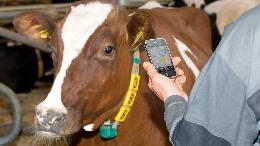 В Ленинградской области коров собирают в «электронное стадо»