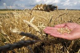 Сибирский НИИ сельского хозяйства и торфа принимает заявки на производство элитных семян под урожай 2019 года