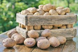 Сбор товарного картофеля в этом году увеличится на 200 тысяч тонн