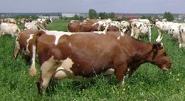В ООО КФХ «Нива» Асиновского района за год вдвое выросла продуктивность молочного стада 