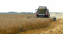 Урожай зерновых и зернобобовых культур в Томской области убран с трети плановых площадей