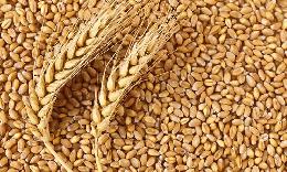Россия может экспортировать 44 млн тонн зерна в текущем сельхозгоду