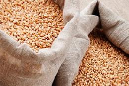 Запасы зерна в России выросли на 15,4% по сравнению с прошлым годом и составили 29,2 млн тонн