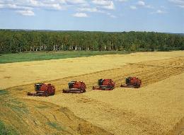 В России началась уборка зерна