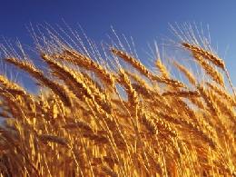 Россия может повторить рекорд 2017 года по урожаю зерна