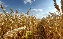 Трипс, гельминтоспориоз и мучнистая роса: качество и объемы урожая зерновых будут зависеть от ухода за посевами