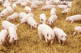 Томская область в рейтинге регионов – лидеров по росту производства свинины 