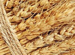 В РФ будут развивать глубокую переработку зерна