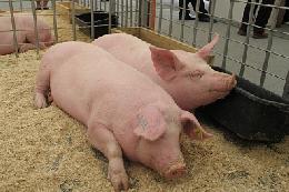 В России растет производство и экспорт продукции свиноводства