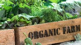 Органика и «зеленая продукция»: есть разница и это надо понимать