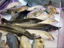 Рыбная ассоциация предлагает ввести «плавающие» пошлины на экспорт рыбы