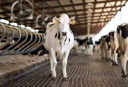 165 новых инвестпроектов в молочном животноводстве будут реализованы в России в ближайшие годы