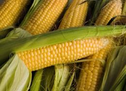 Томские хозяйства приступили к посеву кормовой кукурузы