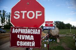 В Сибири обострилась ситуация с африканской чумой свиней 