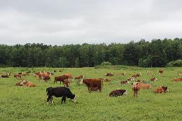 Районы Томской области включились в реализацию концепции ускоренного развития мясного скотоводства 