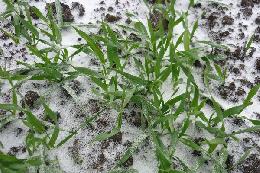 Росгидромет: Теплые зимы – залог хорошего урожая