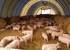 Минсельхоз России: за 11 месяцев производство продукции свиноводства увеличилось на 13,5% 