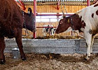 В Томской области выделяются субсидии на развитие племенного животноводства В Томской области выделяются субсидии на развитие племенного животноводства
