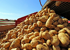 Сельхозпроизводители могут сократить посадки картофеля