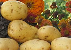 Картофель хлеб бережет: 24 сентября в Томске пройдет традиционный «Праздник картошки» 