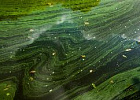 Российские ученые научились очищать озера от сине-зеленых водорослей