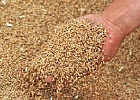 	 Крупные экспортеры зерна удваивают объемы поставок