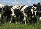 Росстат: поголовье коров на конец января 2017 г. составило 8,3 млн. голов