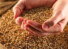 Холодный май может привести к хорошему урожаю зерна