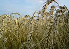 Томская область реализует ряд проектов, направленных на обеспечение сельхозпроизводителей собственными семенами высших репродукций