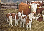 По просьбам томских животноводов Аграрный центр организует тренинг по искусственному осеменению скота с использованием современного лабораторного оборудования