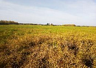 В Томском районе добились рекордной урожайности зерновых