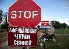 В Пензенской области из-за вспышки АЧС собираются ввести карантин.