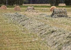 В личных подворьях региона заготовлено свыше 6,3 тыс. тонн сена  